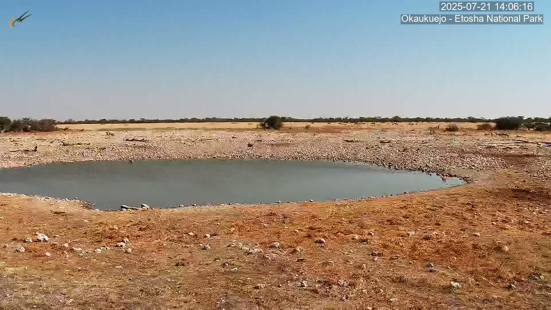 Wild Animal Life  in Okaukuejo Waterhole in Etosha National Park  -  Oshakati, Oshana, Namibia