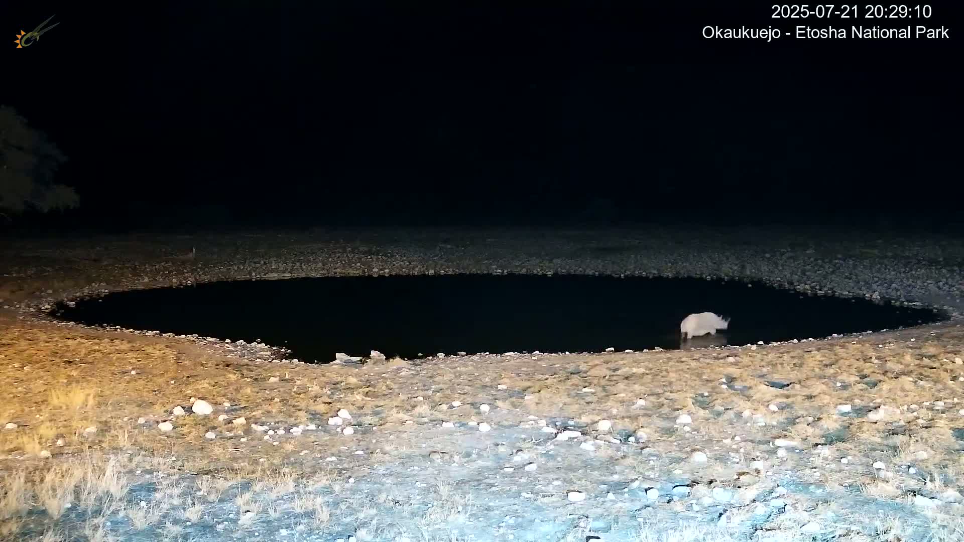 Wild Animal Life  in Okaukuejo Waterhole in Etosha National Park  -  Oshakati, Oshana, Namibia