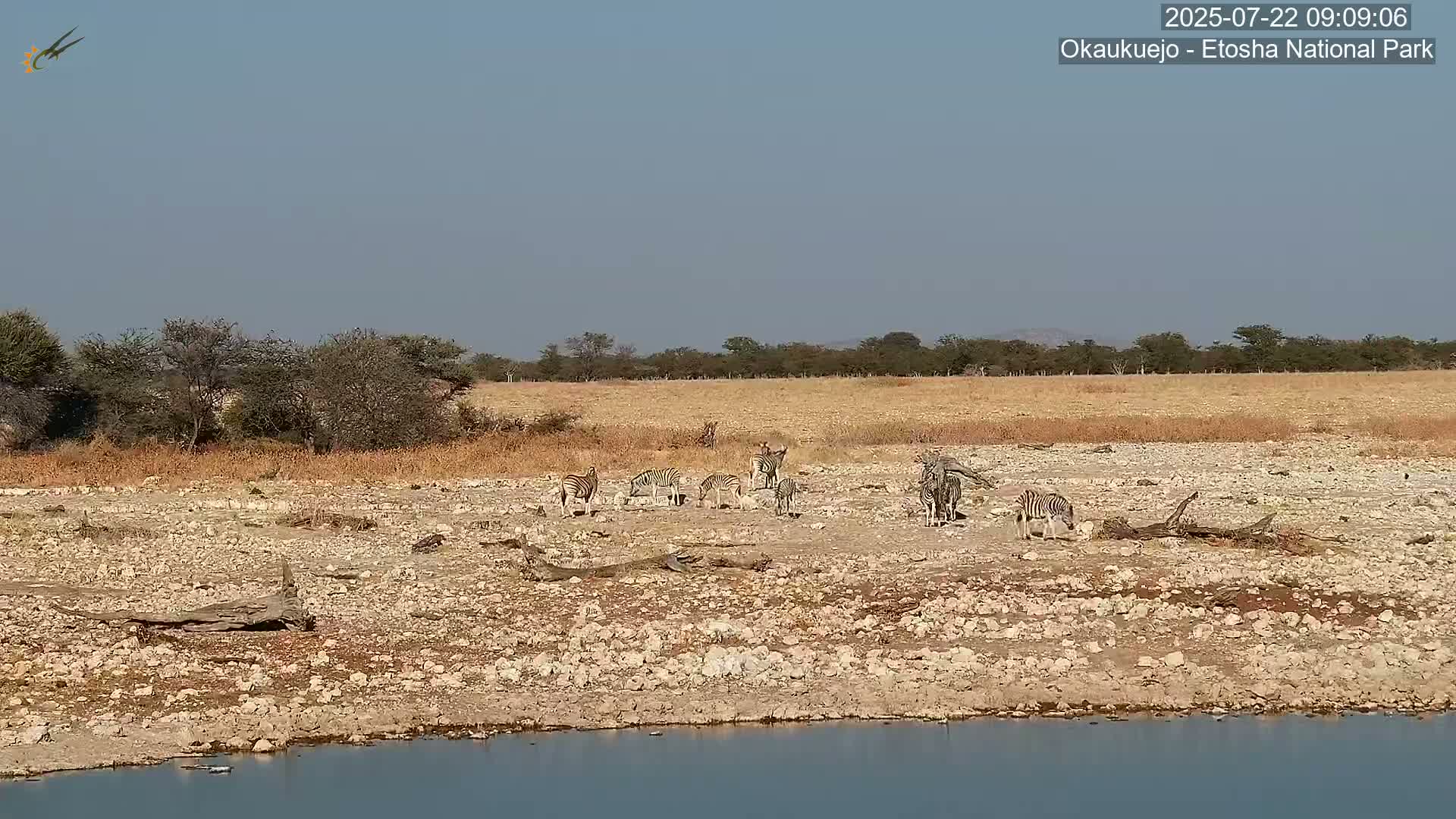 A herd of zebras stands near a watering hole on a dry, rocky plain under a clear sky.