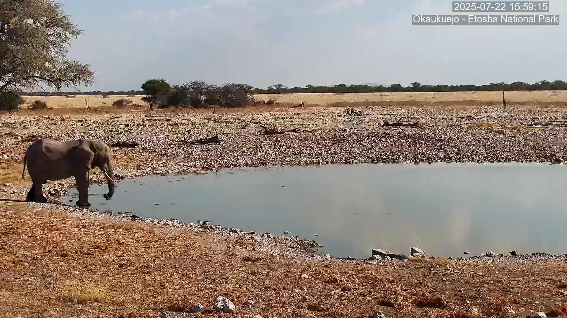 Wild Animal Life  in Okaukuejo Waterhole in Etosha National Park  -  Oshakati, Oshana, Namibia