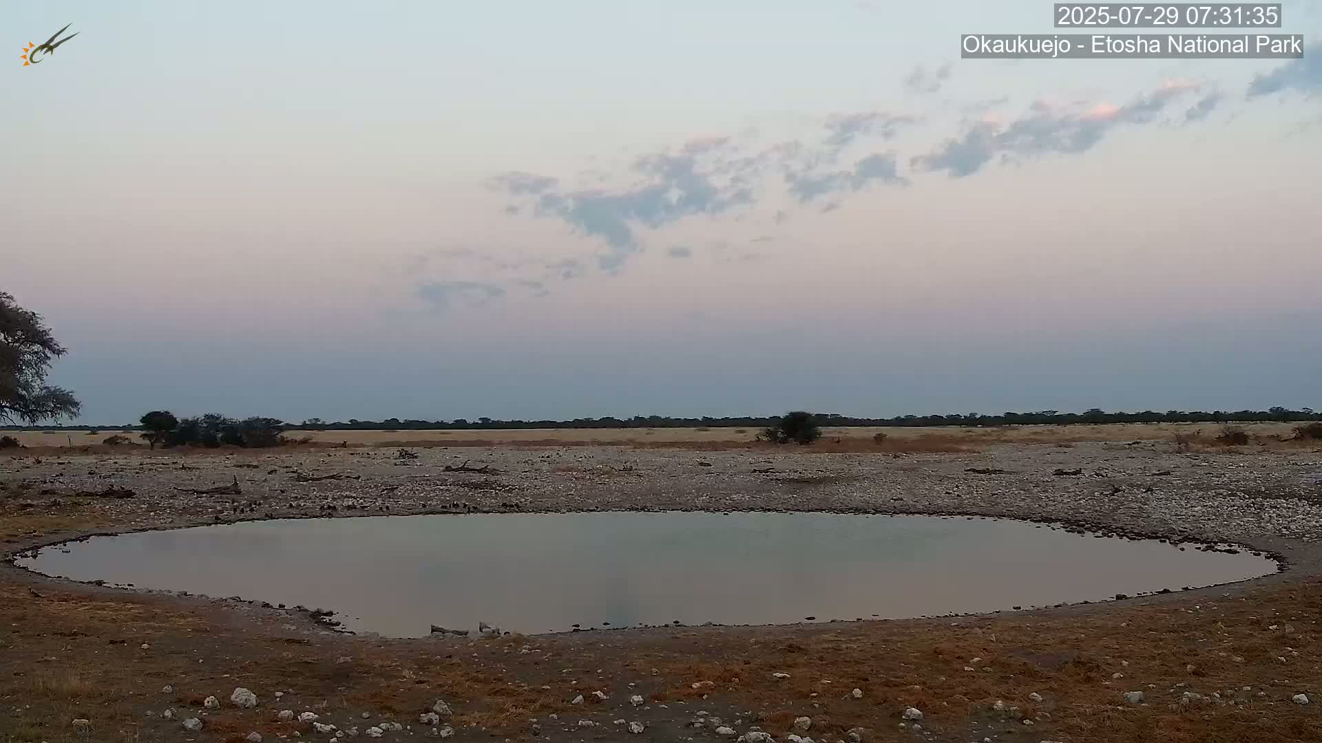 Wild Animal Life  in Okaukuejo Waterhole in Etosha National Park  -  Oshakati, Oshana, Namibia