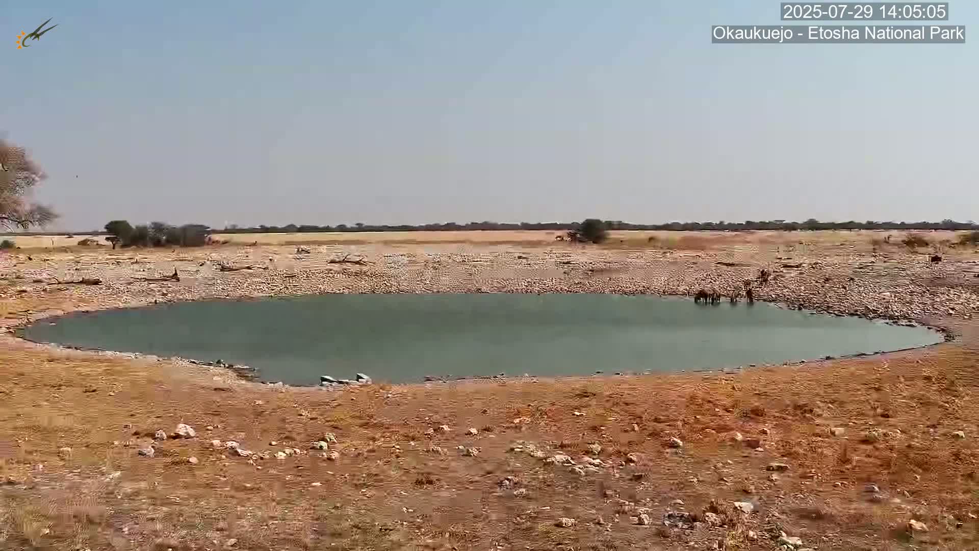 Wild Animal Life  in Okaukuejo Waterhole in Etosha National Park  -  Oshakati, Oshana, Namibia