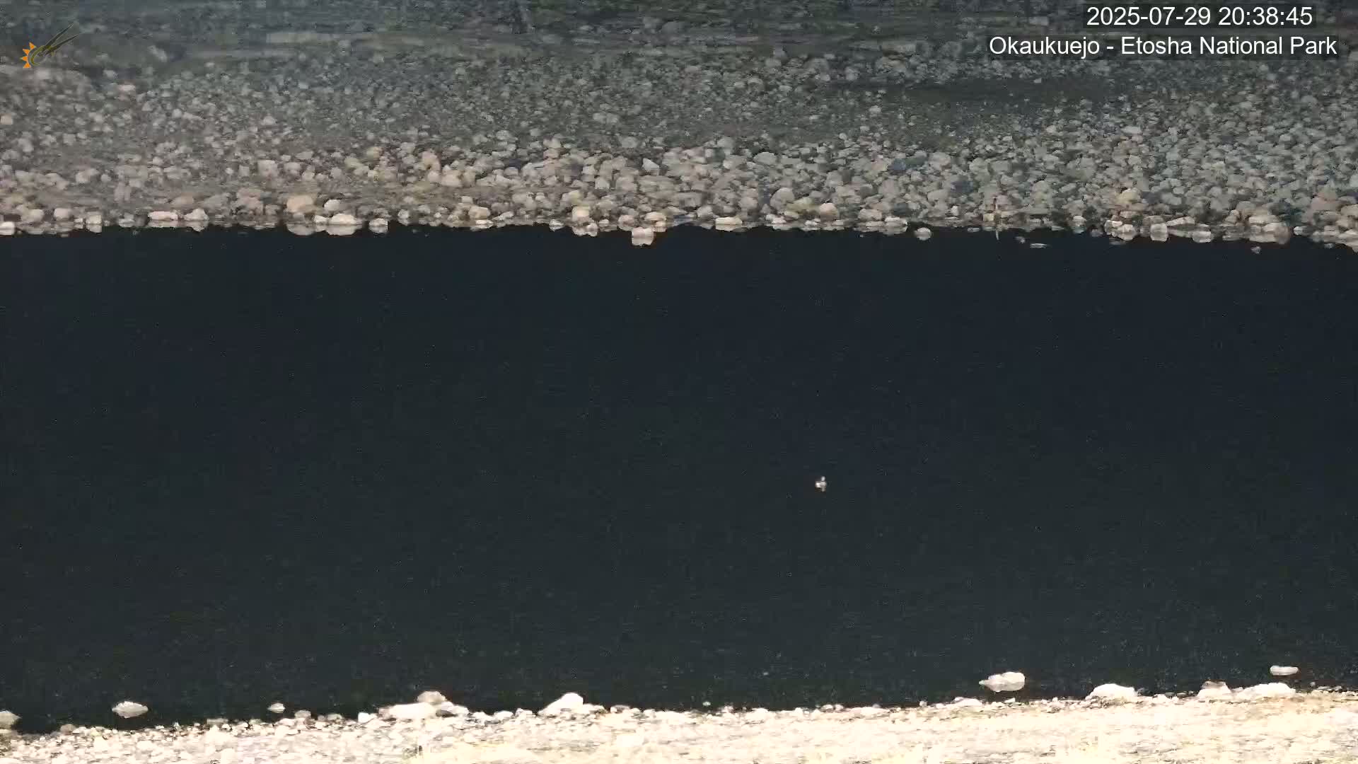 Wild Animal Life  in Okaukuejo Waterhole in Etosha National Park  -  Oshakati, Oshana, Namibia