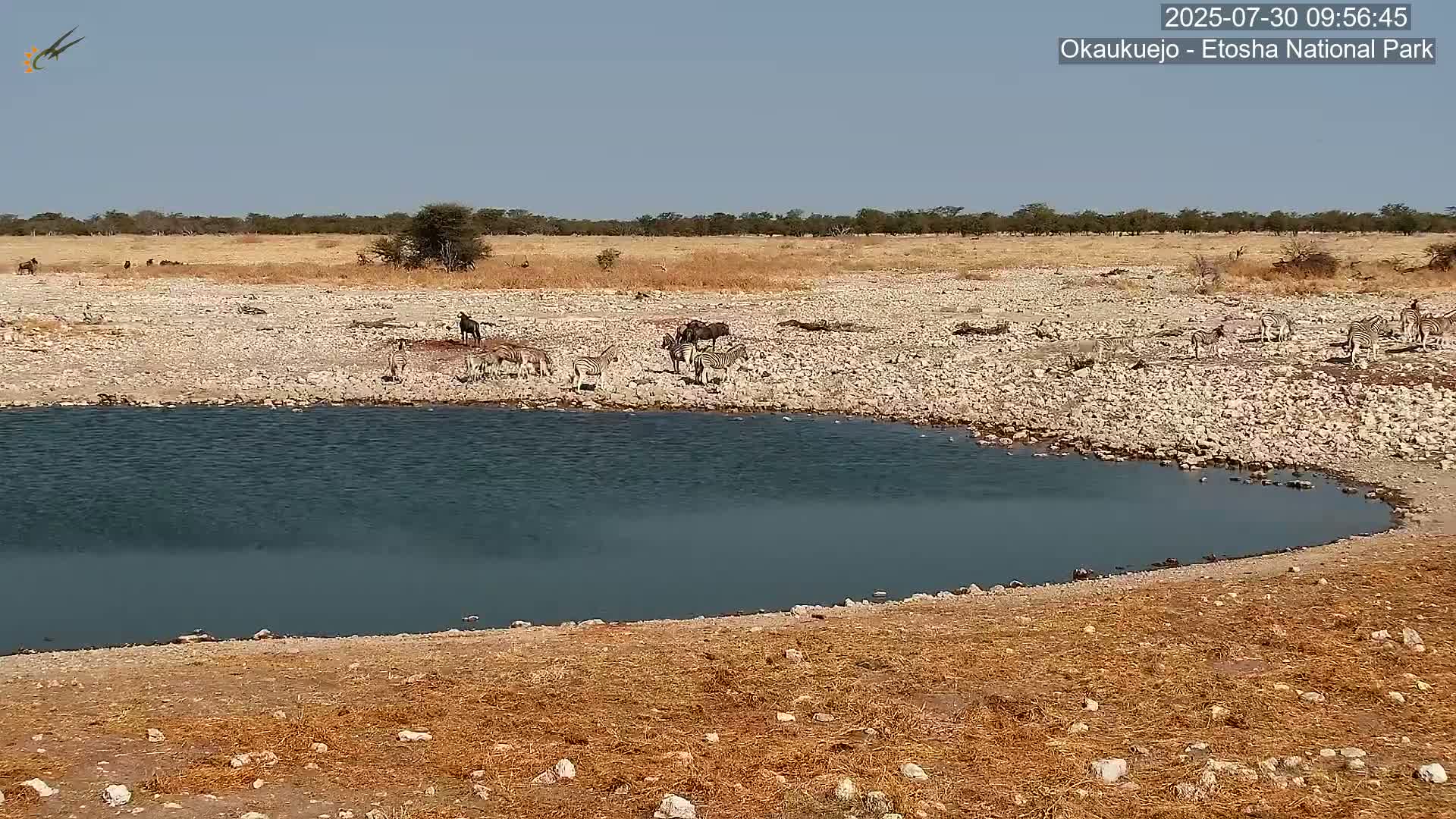 A small watering hole surrounded by dry, rocky ground holds several zebras and wildebeest under a clear blue sky.