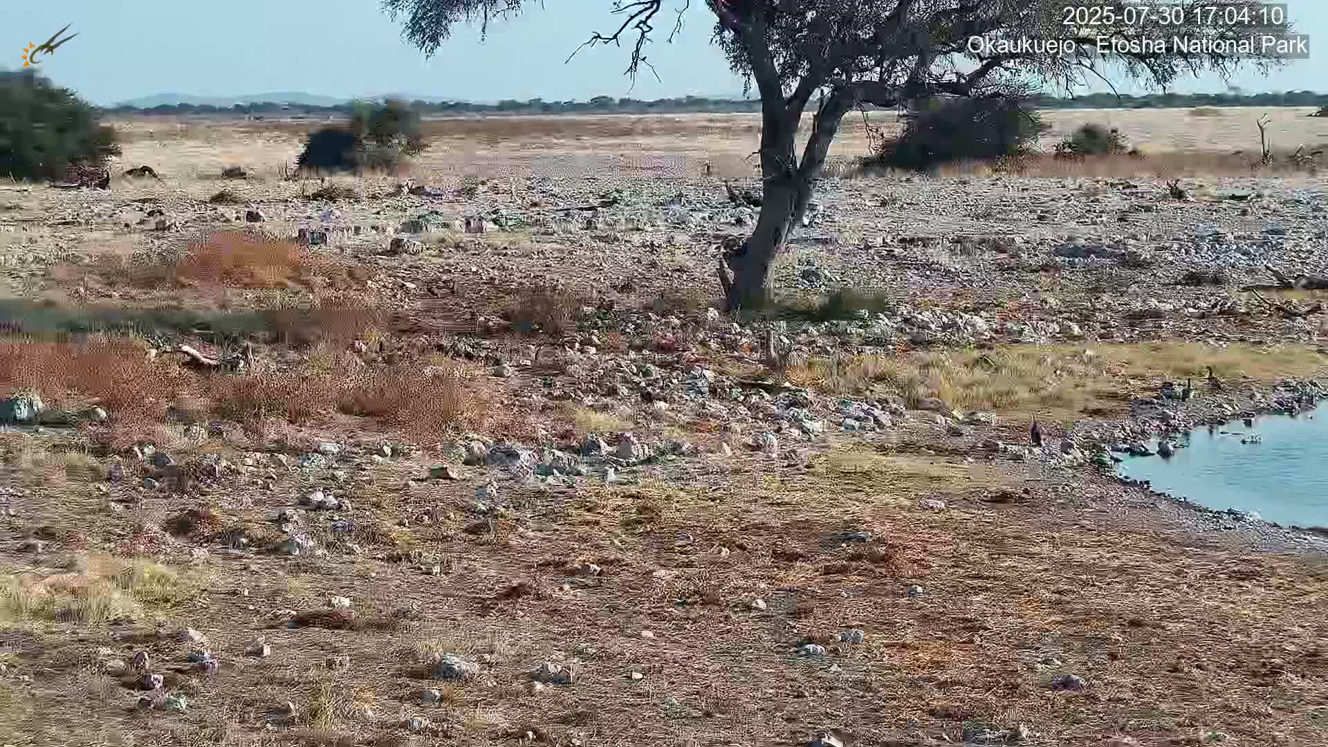 A small watering hole surrounded by dry, rocky ground holds several zebras and wildebeest under a clear blue sky.