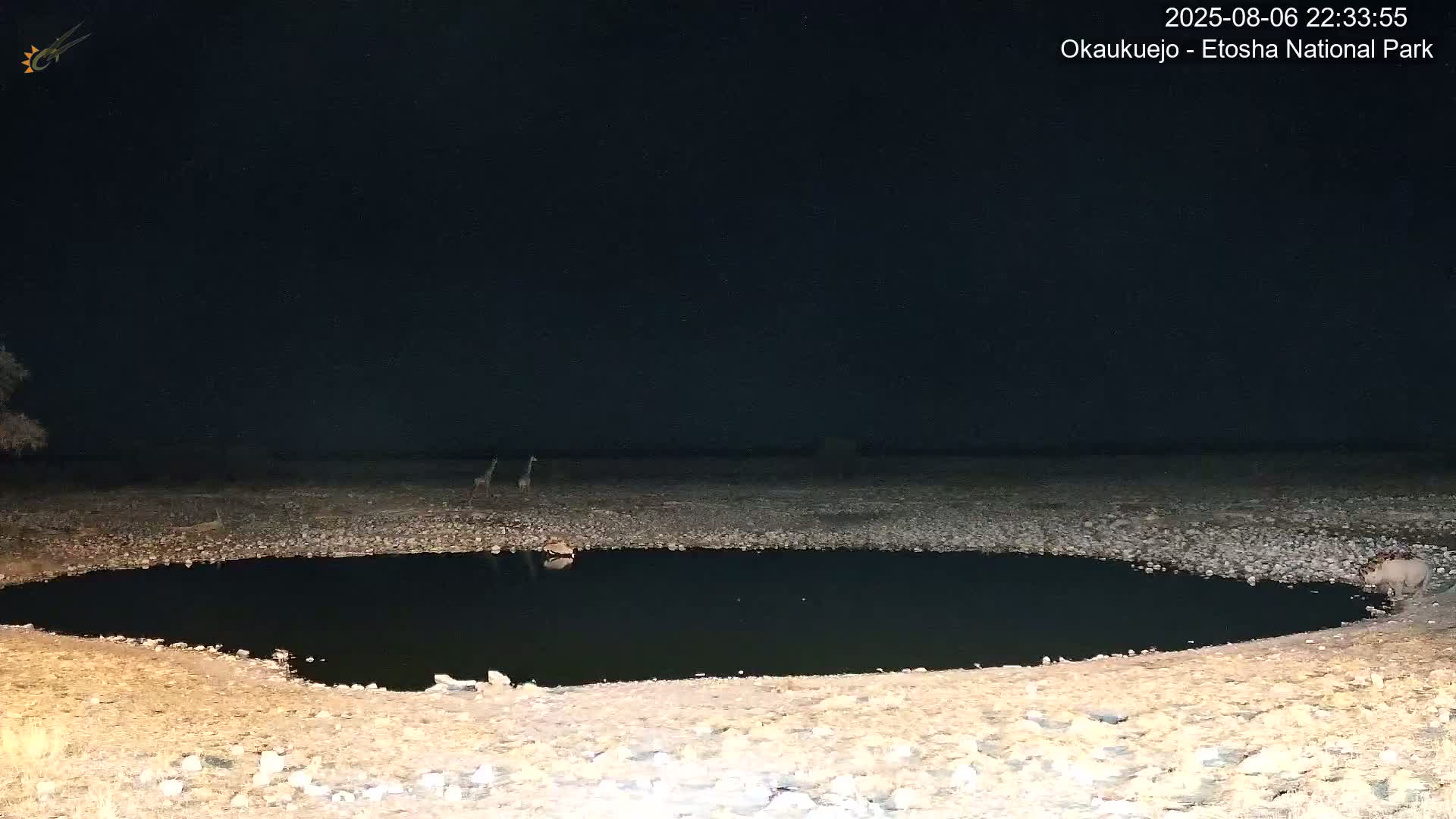At night, two giraffes stand near a dark pool of water in a rocky, arid landscape.