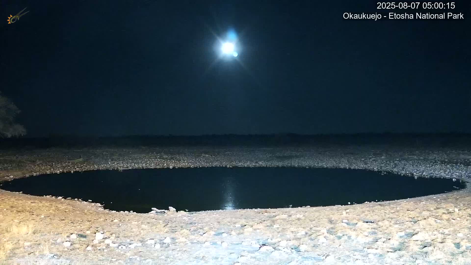 Wild Animal Life  in Okaukuejo Waterhole in Etosha National Park  -  Oshakati, Oshana, Namibia