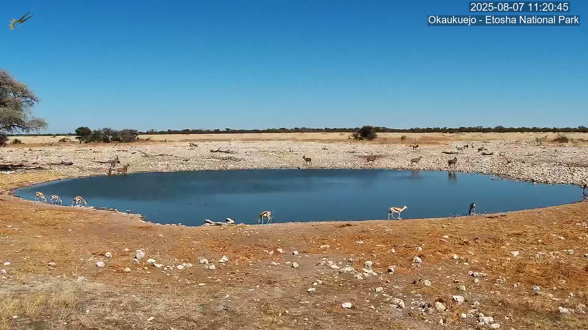 Wild Animal Life  in Okaukuejo Waterhole in Etosha National Park  -  Oshakati, Oshana, Namibia