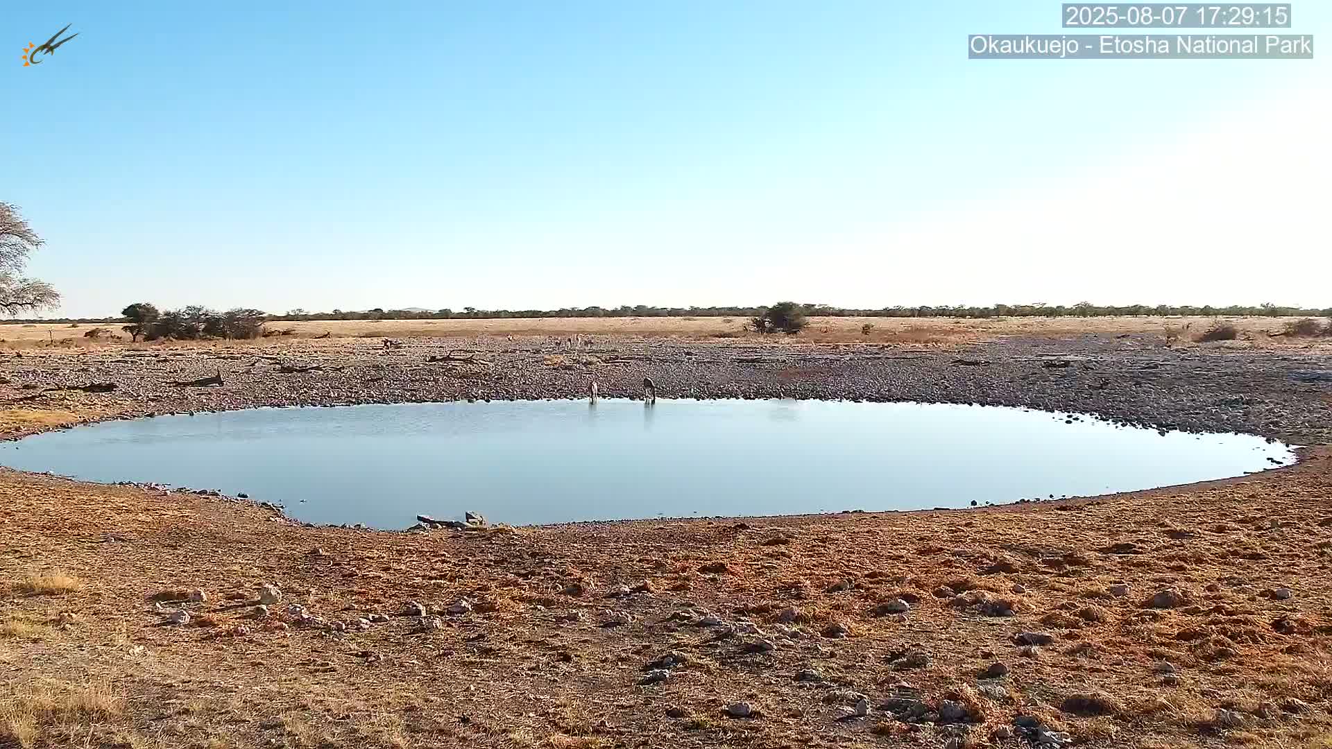 Wild Animal Life  in Okaukuejo Waterhole in Etosha National Park  -  Oshakati, Oshana, Namibia