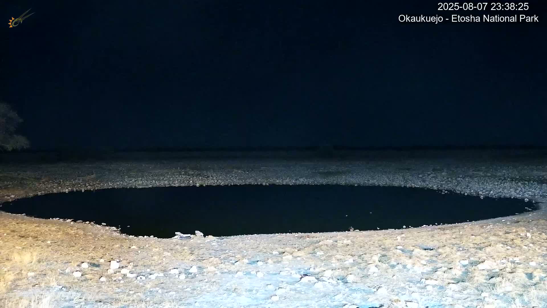 Wild Animal Life  in Okaukuejo Waterhole in Etosha National Park  -  Oshakati, Oshana, Namibia