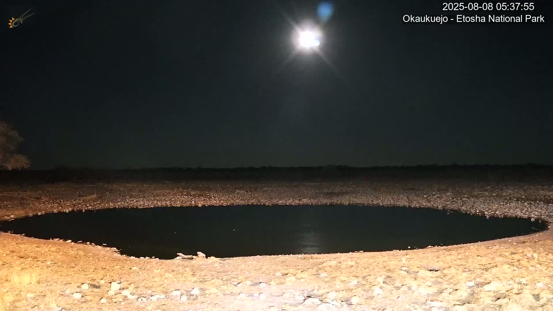Wild Animal Life  in Okaukuejo Waterhole in Etosha National Park  -  Oshakati, Oshana, Namibia
