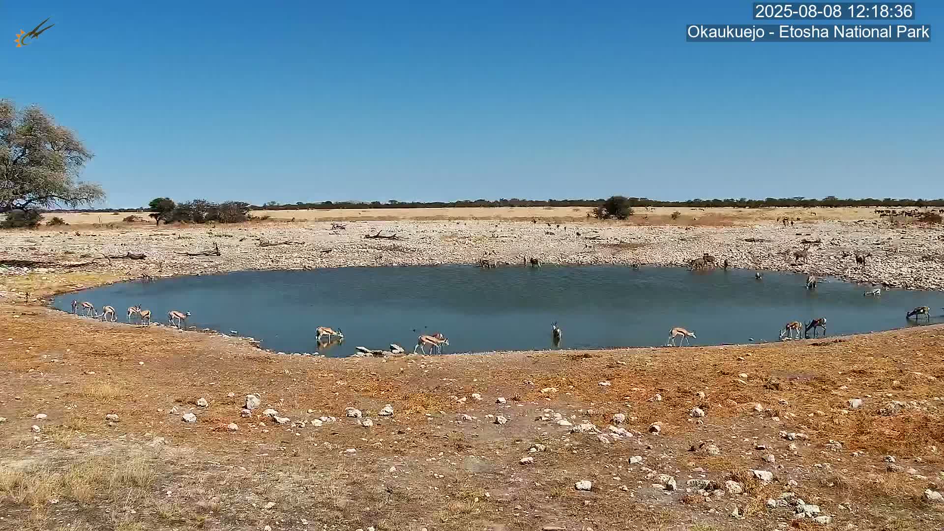 Wild Animal Life  in Okaukuejo Waterhole in Etosha National Park  -  Oshakati, Oshana, Namibia