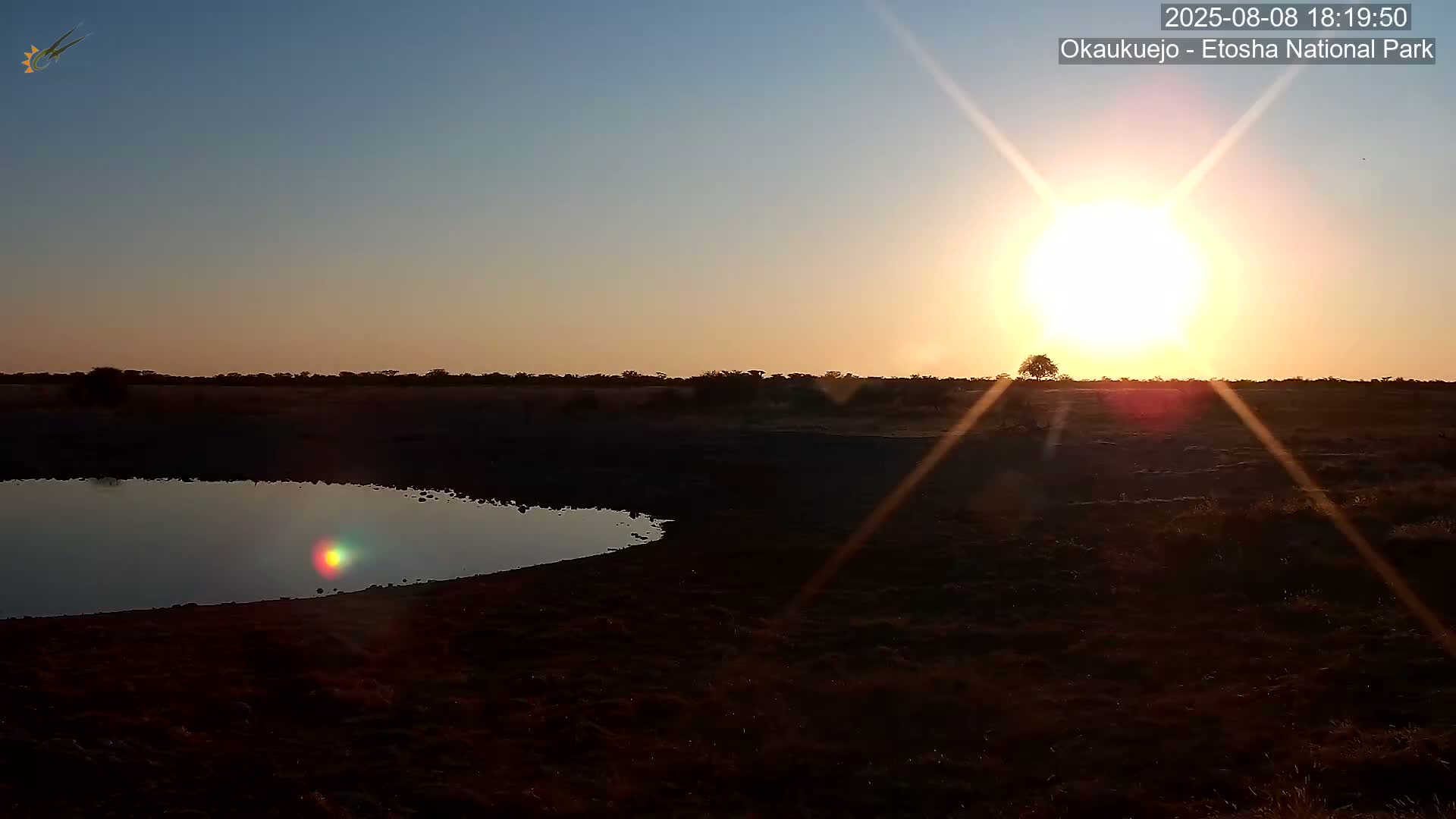 Wild Animal Life  in Okaukuejo Waterhole in Etosha National Park  -  Oshakati, Oshana, Namibia