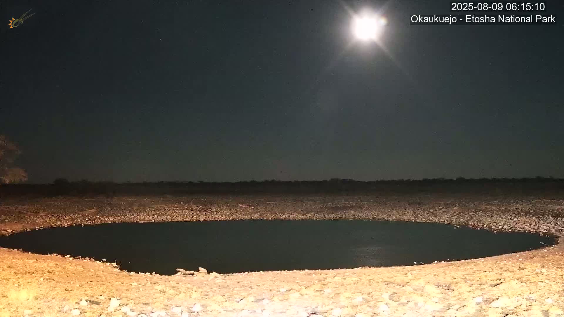 Wild Animal Life  in Okaukuejo Waterhole in Etosha National Park  -  Oshakati, Oshana, Namibia