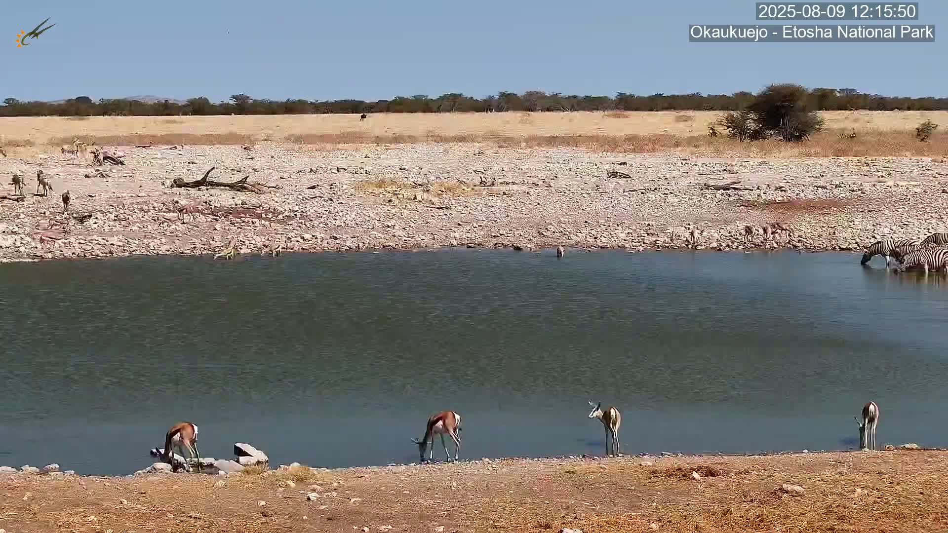 Wild Animal Life  in Okaukuejo Waterhole in Etosha National Park  -  Oshakati, Oshana, Namibia