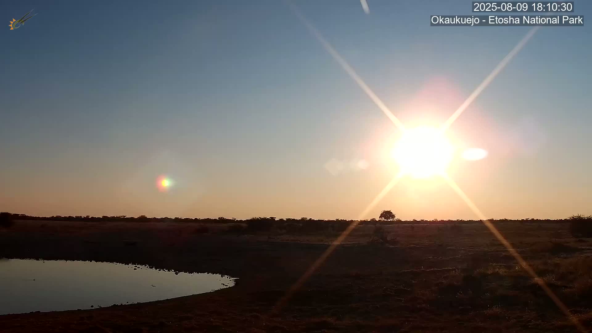 Wild Animal Life  in Okaukuejo Waterhole in Etosha National Park  -  Oshakati, Oshana, Namibia