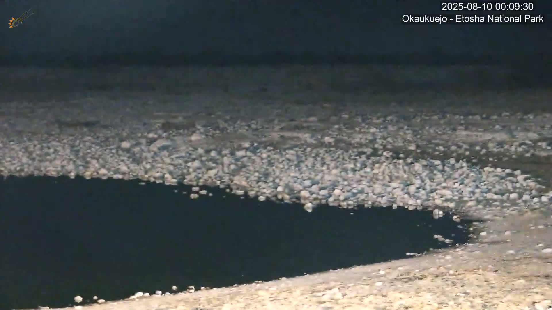 Wild Animal Life  in Okaukuejo Waterhole in Etosha National Park  -  Oshakati, Oshana, Namibia