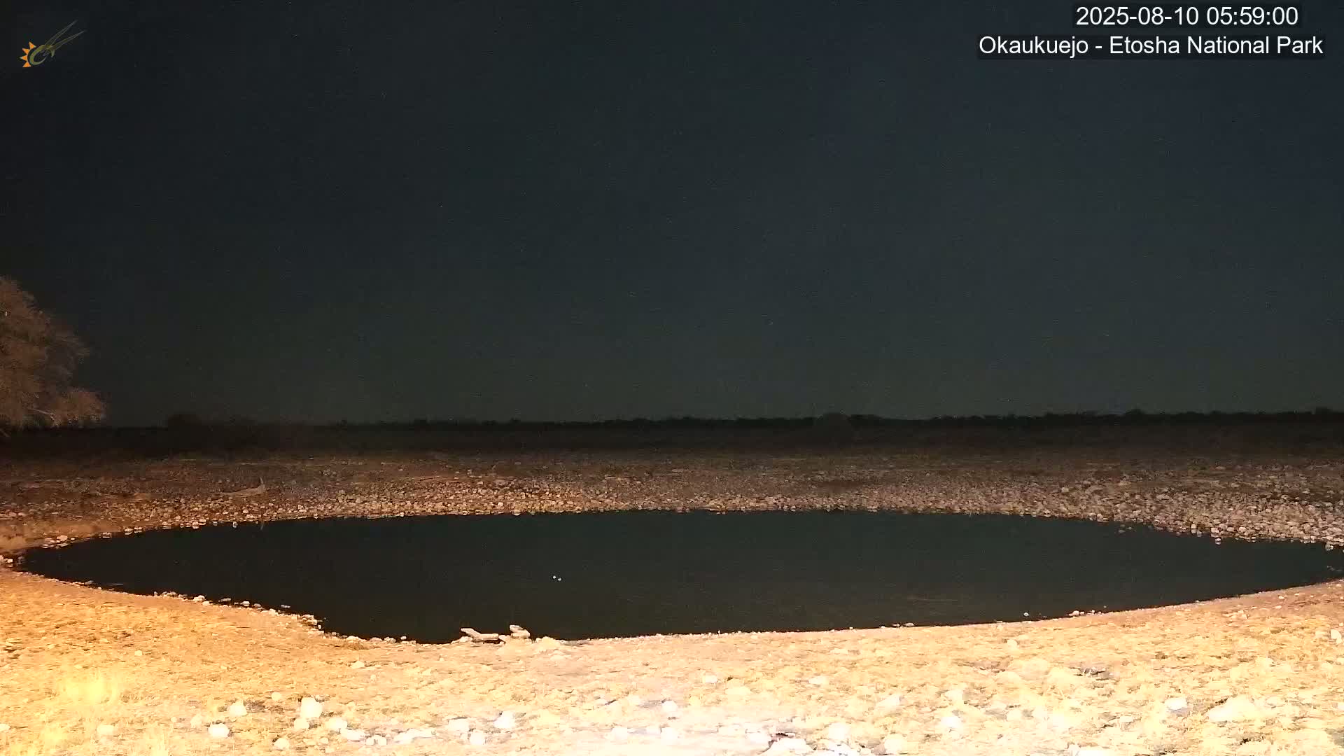 Wild Animal Life  in Okaukuejo Waterhole in Etosha National Park  -  Oshakati, Oshana, Namibia