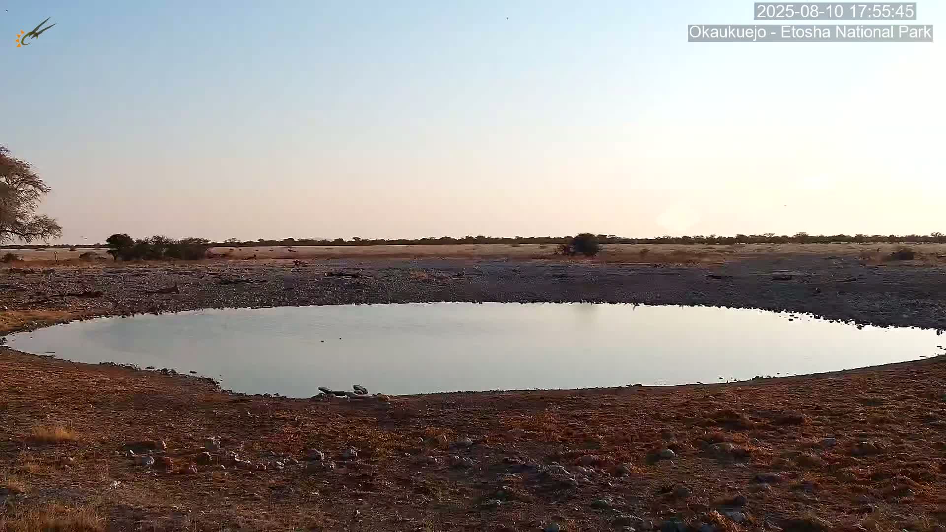 Wild Animal Life  in Okaukuejo Waterhole in Etosha National Park  -  Oshakati, Oshana, Namibia