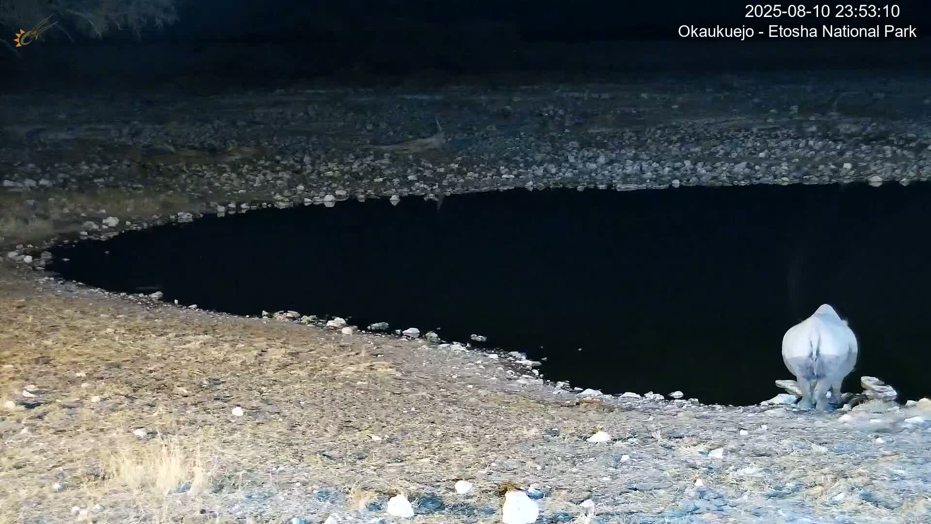 Wild Animal Life  in Okaukuejo Waterhole in Etosha National Park  -  Oshakati, Oshana, Namibia