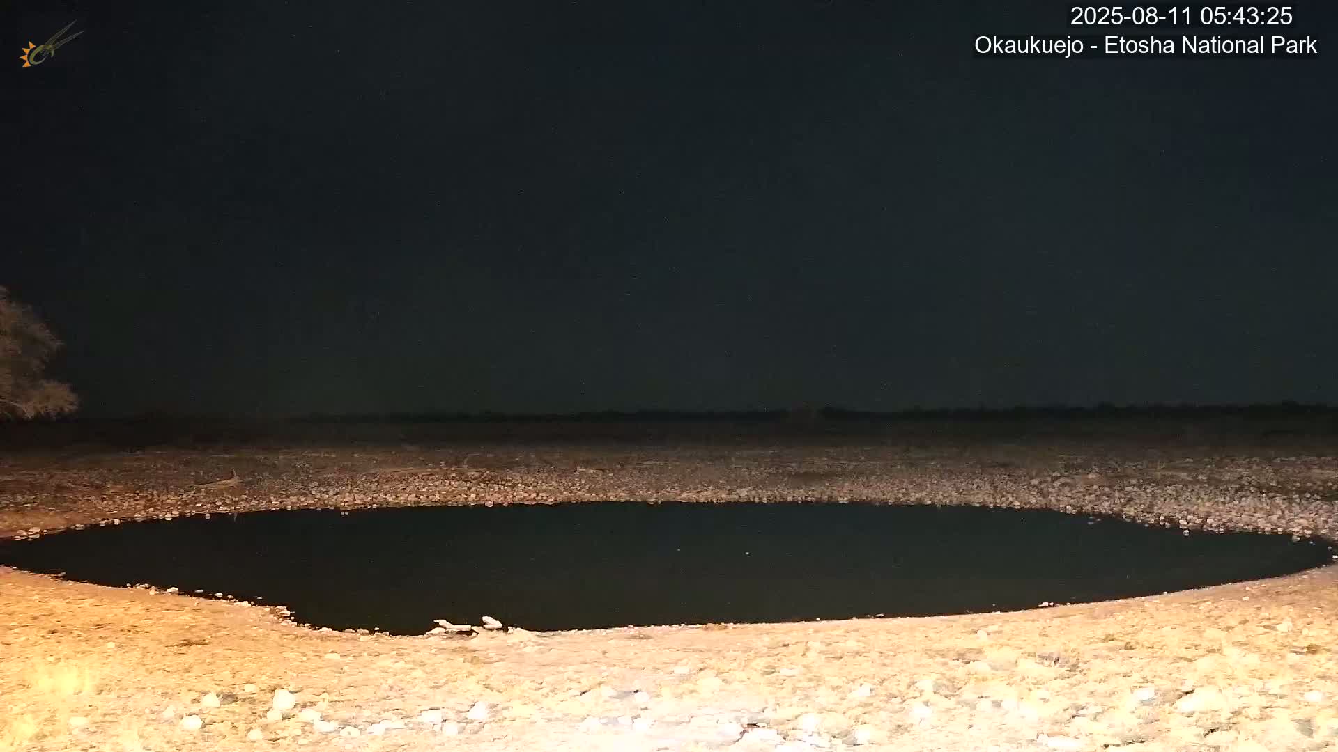Wild Animal Life  in Okaukuejo Waterhole in Etosha National Park  -  Oshakati, Oshana, Namibia
