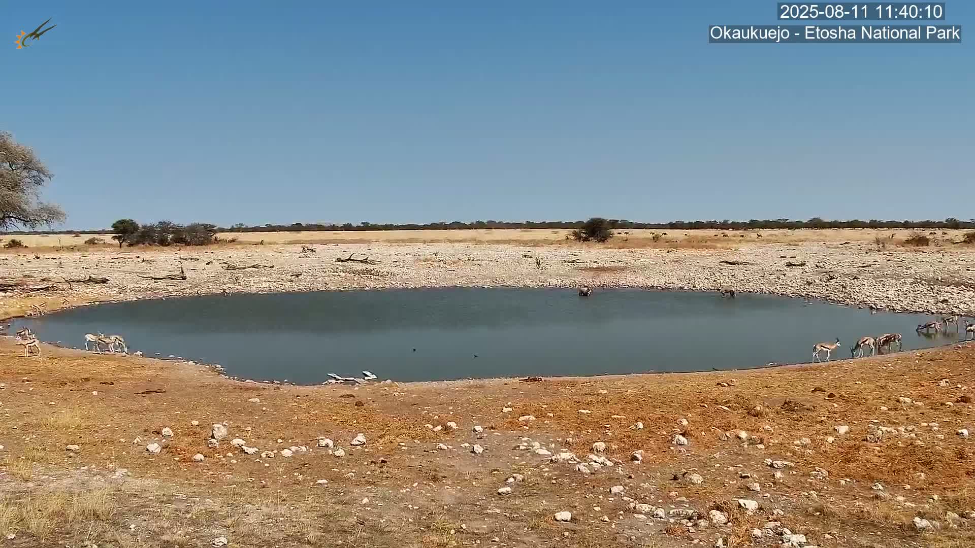 Wild Animal Life  in Okaukuejo Waterhole in Etosha National Park  -  Oshakati, Oshana, Namibia