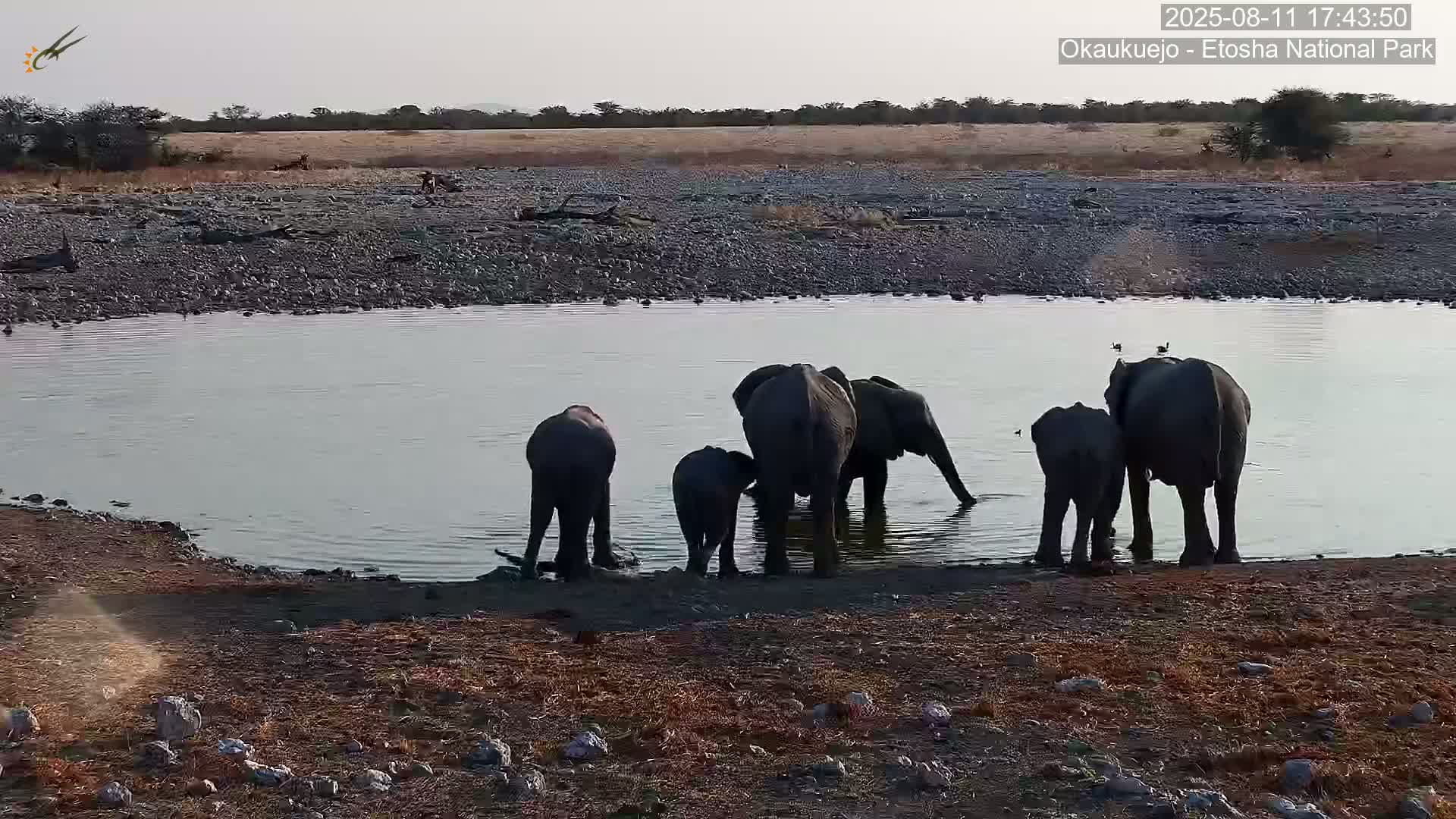 Wild Animal Life  in Okaukuejo Waterhole in Etosha National Park  -  Oshakati, Oshana, Namibia