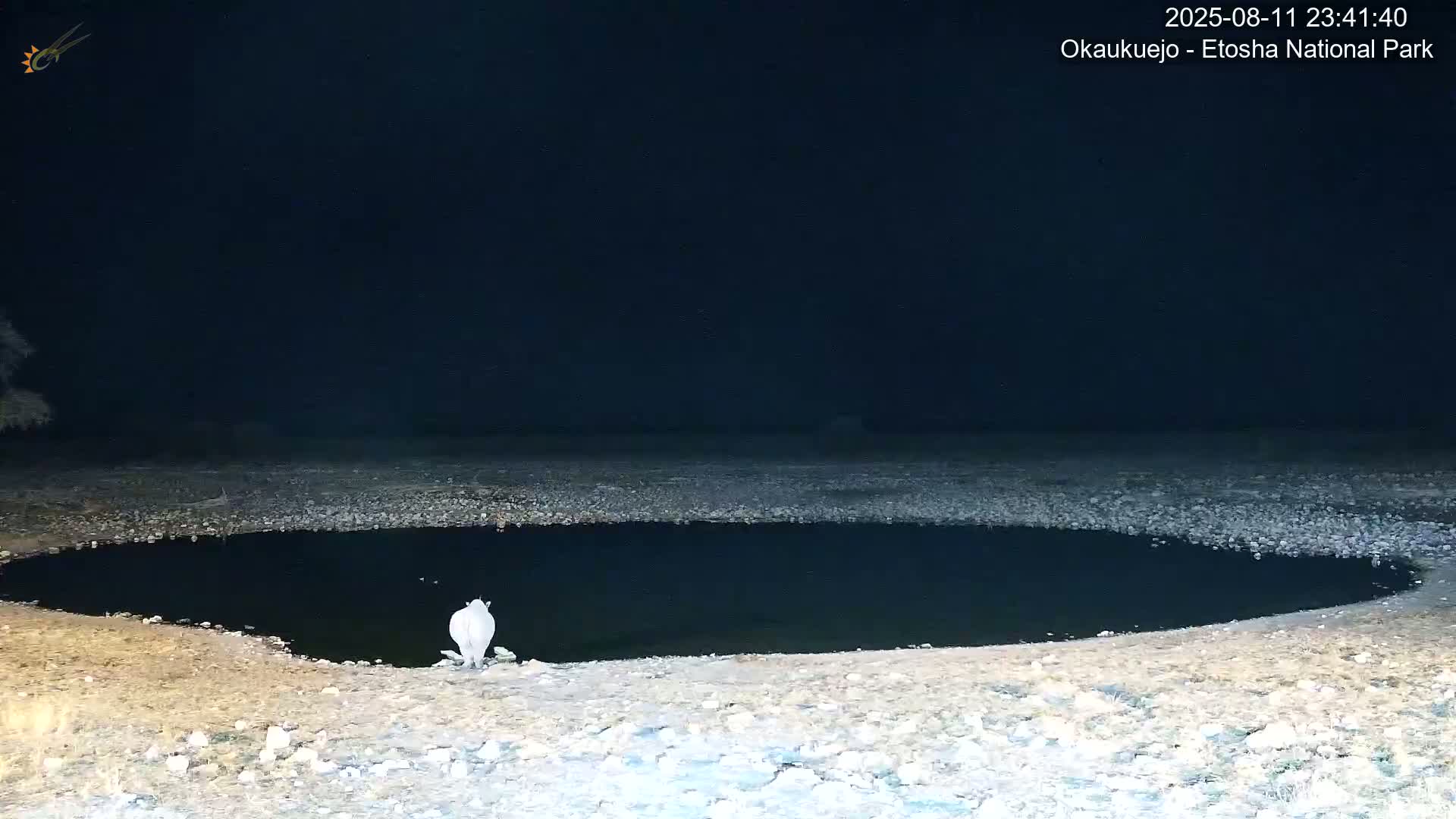 Wild Animal Life  in Okaukuejo Waterhole in Etosha National Park  -  Oshakati, Oshana, Namibia