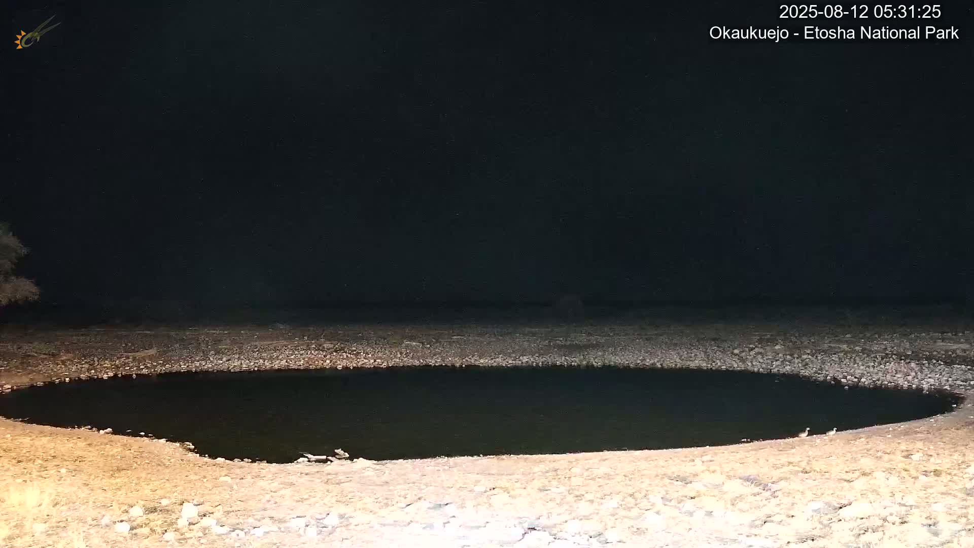 Wild Animal Life  in Okaukuejo Waterhole in Etosha National Park  -  Oshakati, Oshana, Namibia