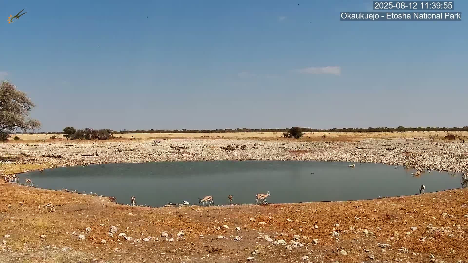 Wild Animal Life  in Okaukuejo Waterhole in Etosha National Park  -  Oshakati, Oshana, Namibia