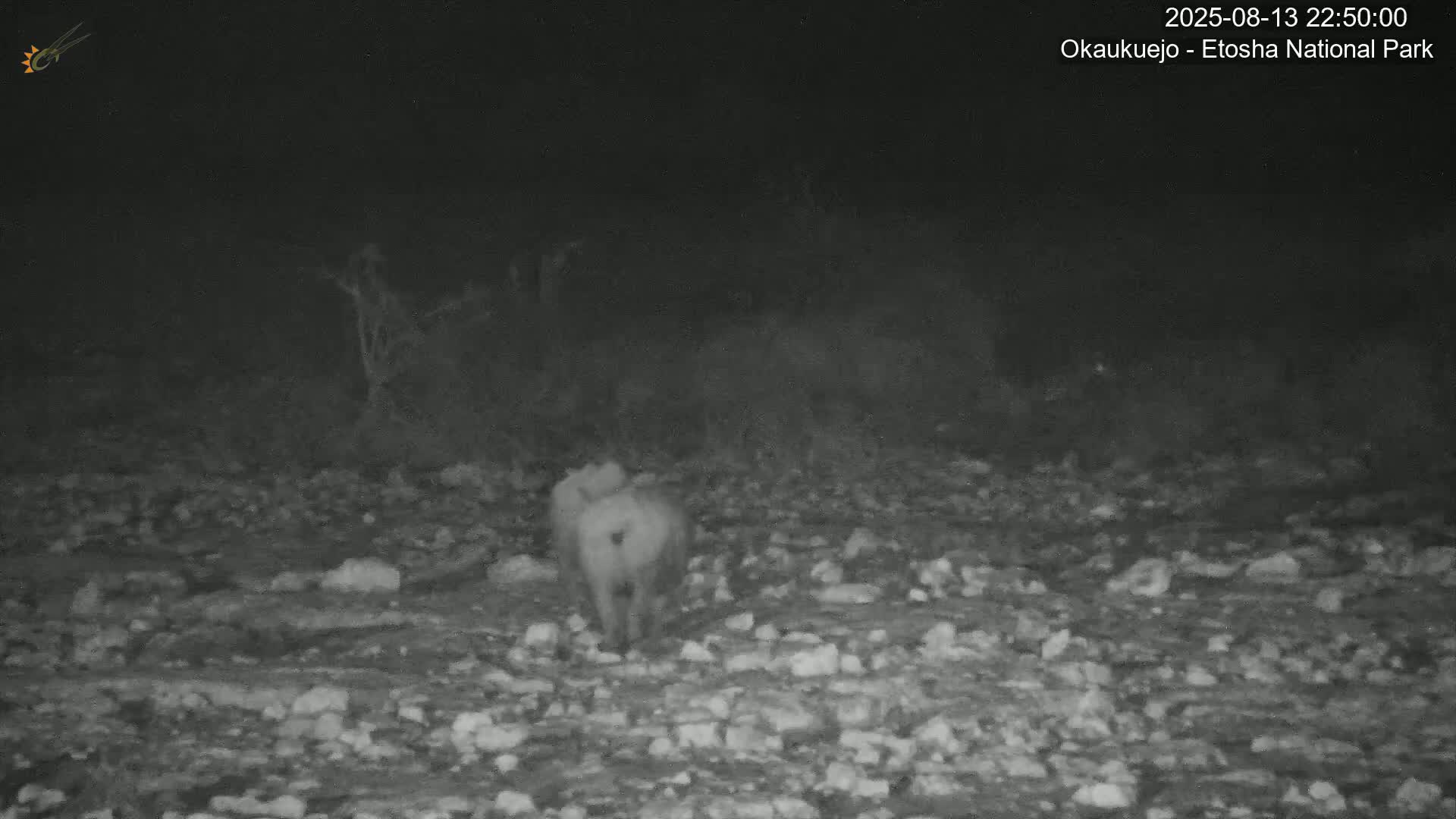 Wild Animal Life  in Okaukuejo Waterhole in Etosha National Park  -  Oshakati, Oshana, Namibia