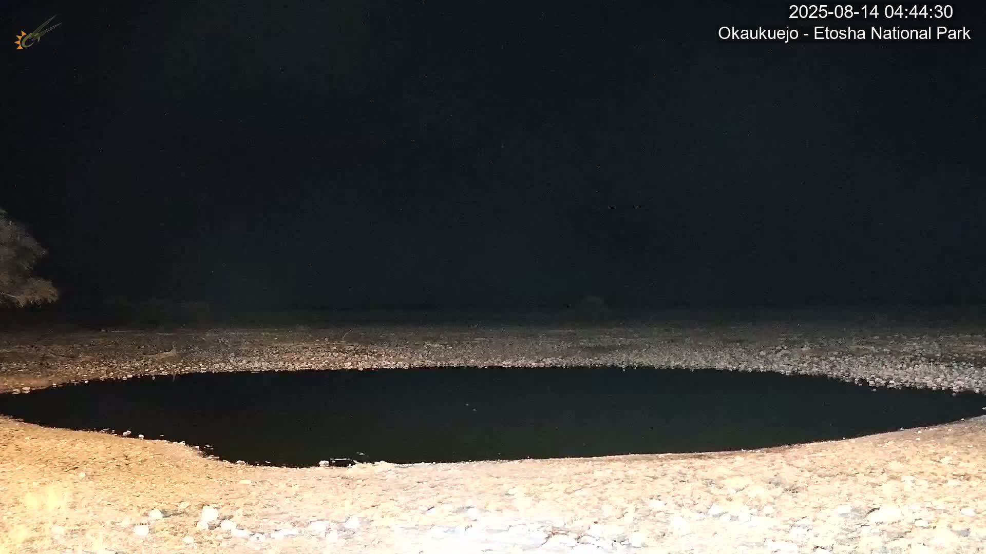 Wild Animal Life  in Okaukuejo Waterhole in Etosha National Park  -  Oshakati, Oshana, Namibia