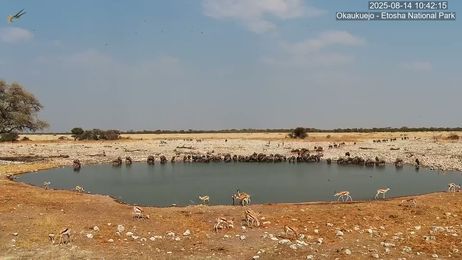 Wild Animal Life  in Okaukuejo Waterhole in Etosha National Park  -  Oshakati, Oshana, Namibia