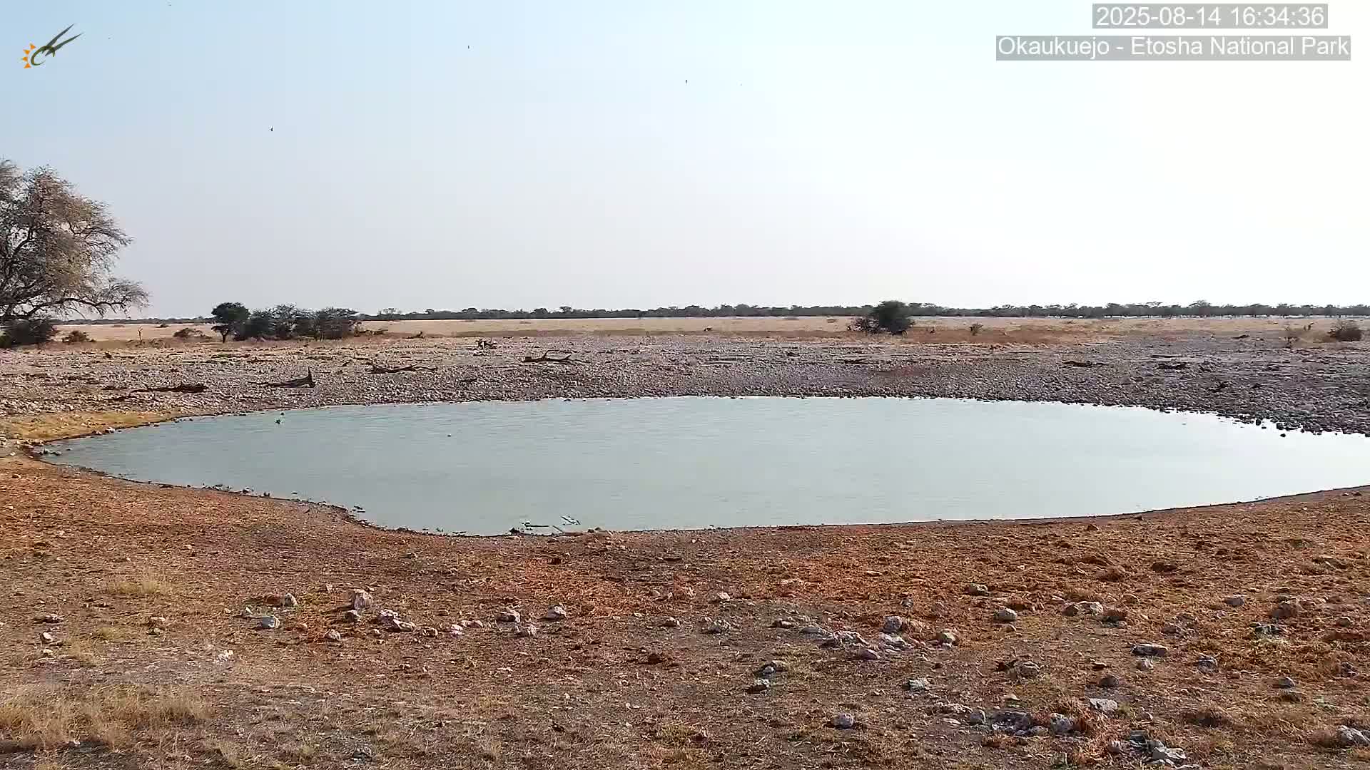 Wild Animal Life  in Okaukuejo Waterhole in Etosha National Park  -  Oshakati, Oshana, Namibia