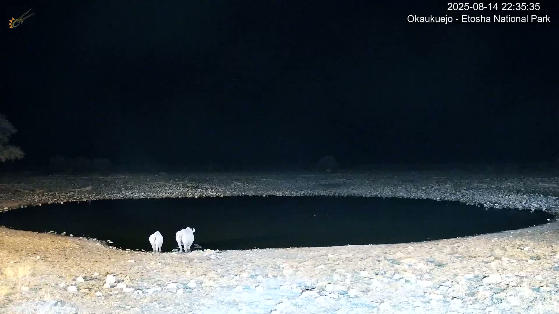 Wild Animal Life  in Okaukuejo Waterhole in Etosha National Park  -  Oshakati, Oshana, Namibia