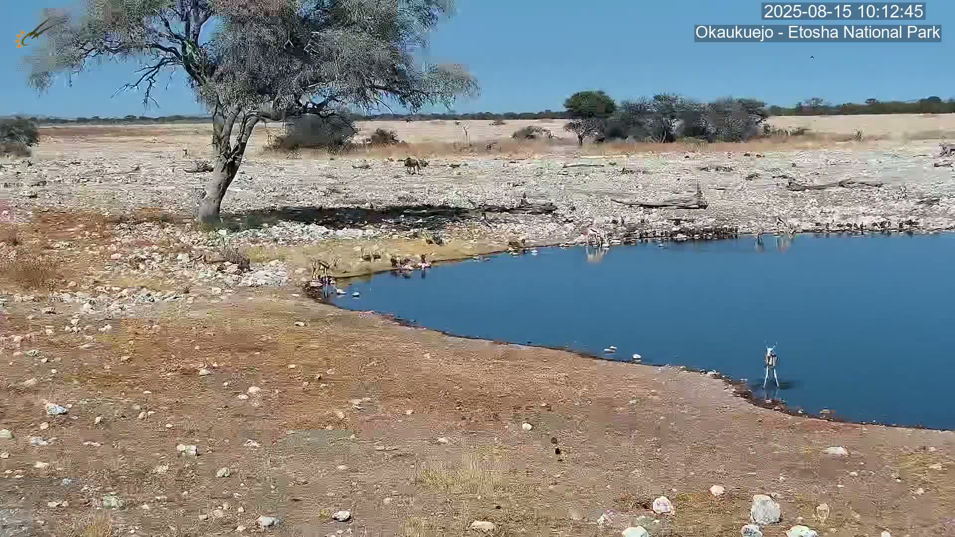 Wild Animal Life  in Okaukuejo Waterhole in Etosha National Park  -  Oshakati, Oshana, Namibia