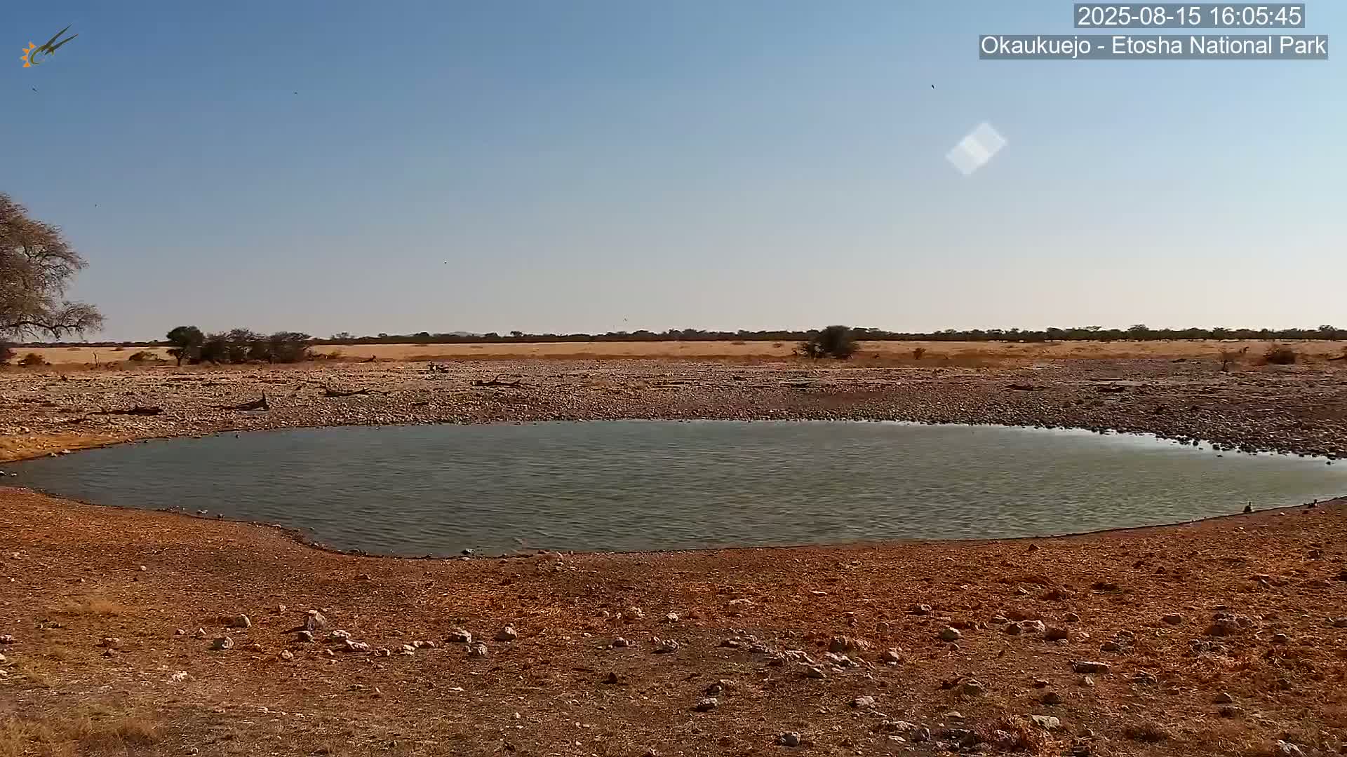 Wild Animal Life  in Okaukuejo Waterhole in Etosha National Park  -  Oshakati, Oshana, Namibia