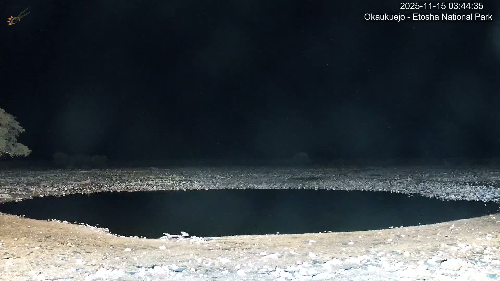 An antelope stands beyond a dark waterhole surrounded by rocky terrain under a clear night sky, with a tree partially visible on the left.