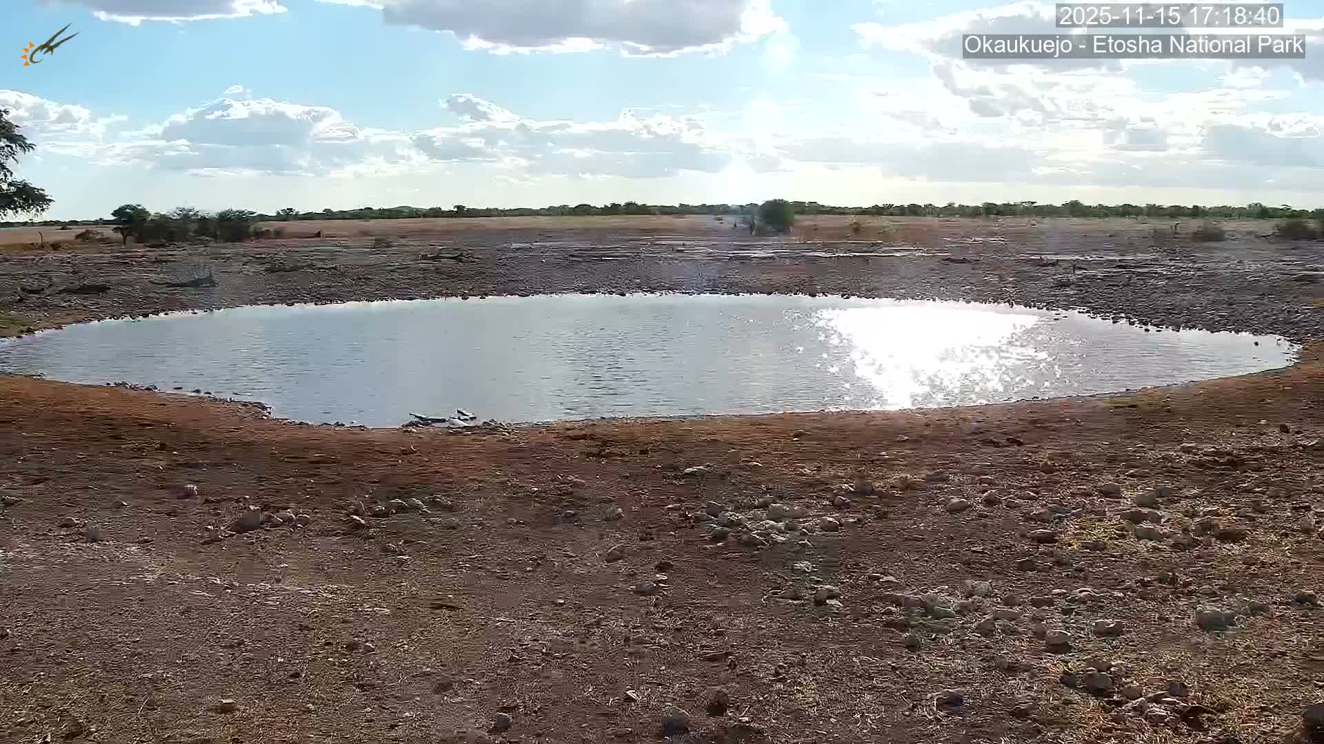 Wild Animal Life  in Okaukuejo Waterhole in Etosha National Park  -  Oshakati, Oshana, Namibia