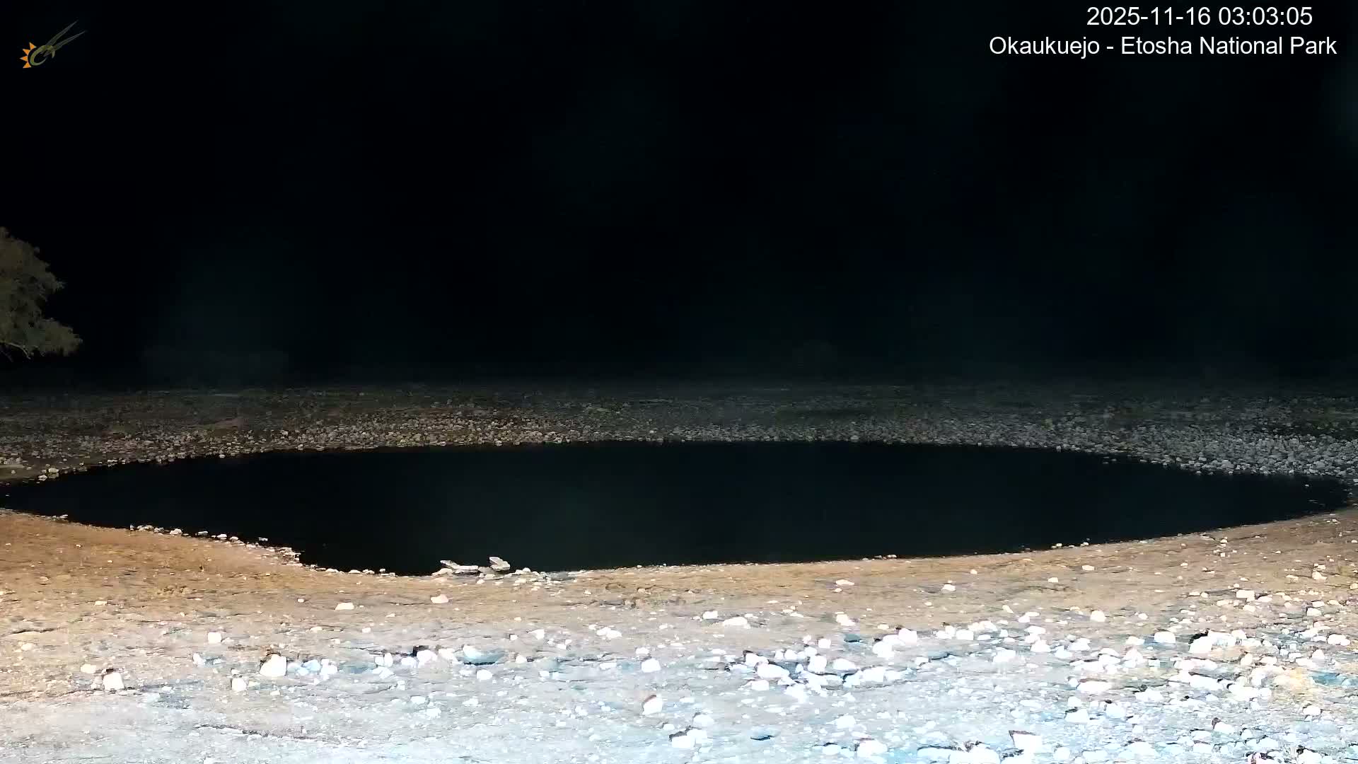 Wild Animal Life  in Okaukuejo Waterhole in Etosha National Park  -  Oshakati, Oshana, Namibia