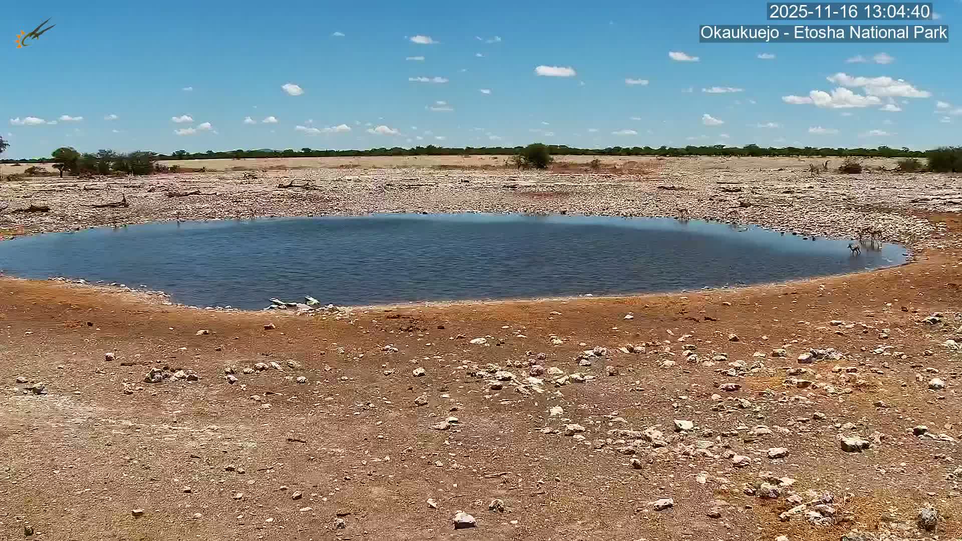 Wild Animal Life  in Okaukuejo Waterhole in Etosha National Park  -  Oshakati, Oshana, Namibia