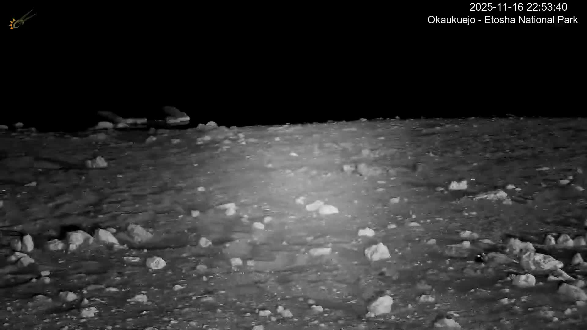 Wild Animal Life  in Okaukuejo Waterhole in Etosha National Park  -  Oshakati, Oshana, Namibia