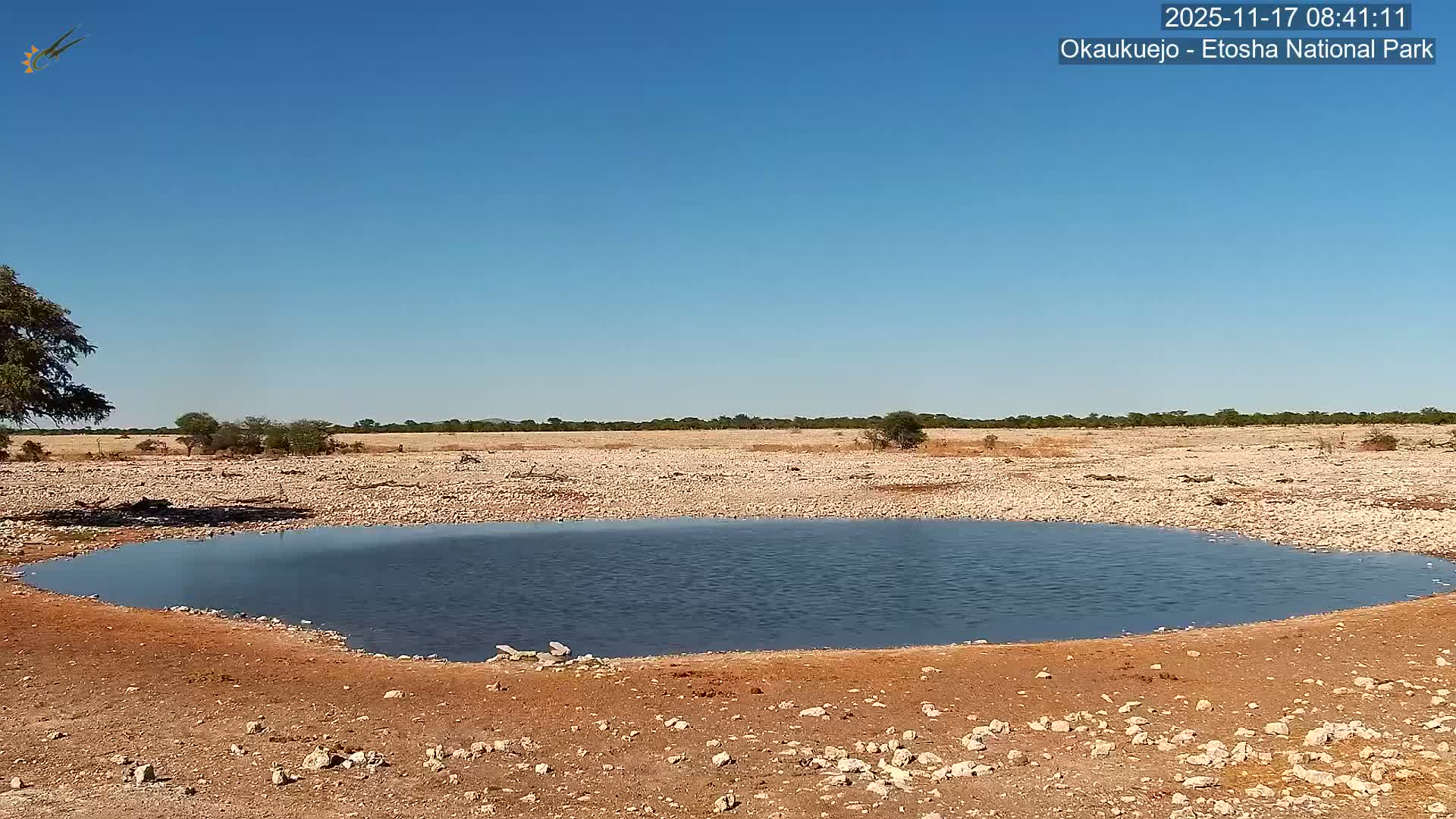 Wild Animal Life  in Okaukuejo Waterhole in Etosha National Park  -  Oshakati, Oshana, Namibia