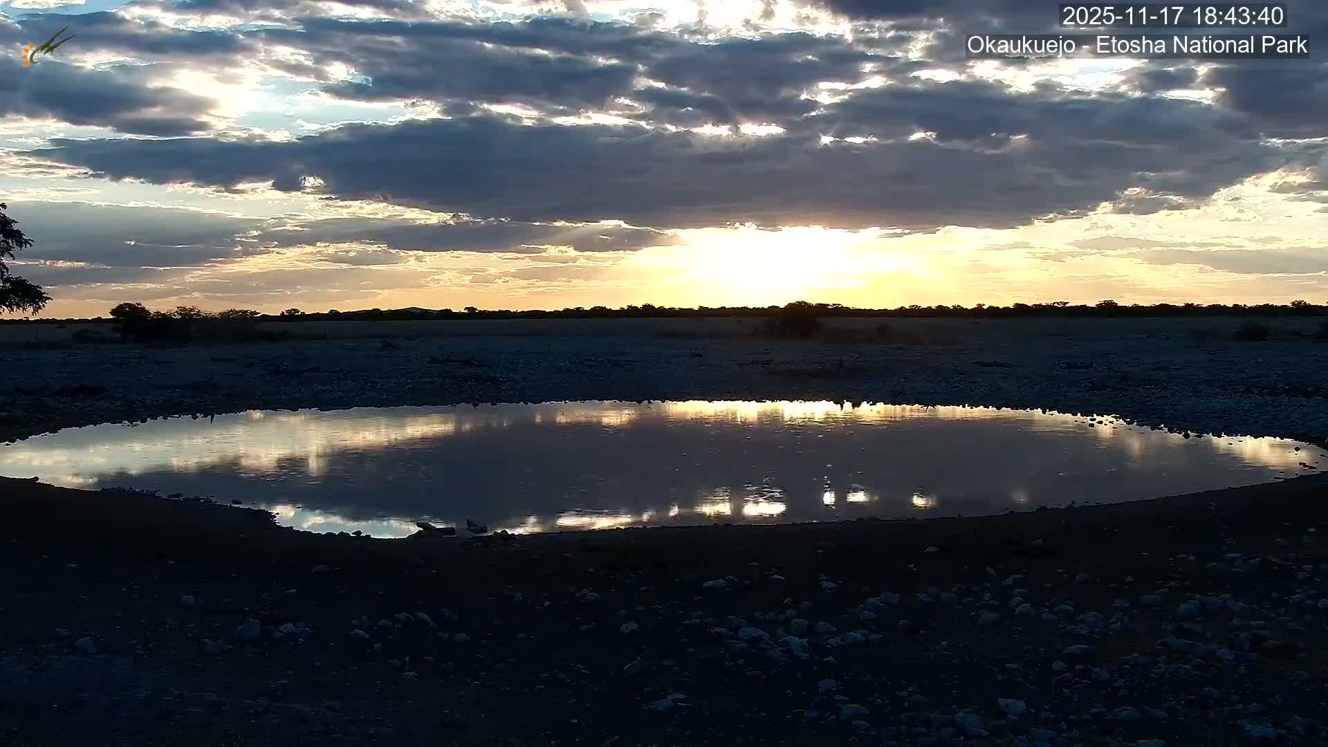 Wild Animal Life  in Okaukuejo Waterhole in Etosha National Park  -  Oshakati, Oshana, Namibia