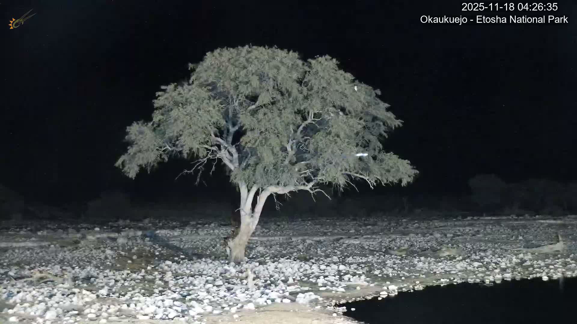 Wild Animal Life  in Okaukuejo Waterhole in Etosha National Park  -  Oshakati, Oshana, Namibia