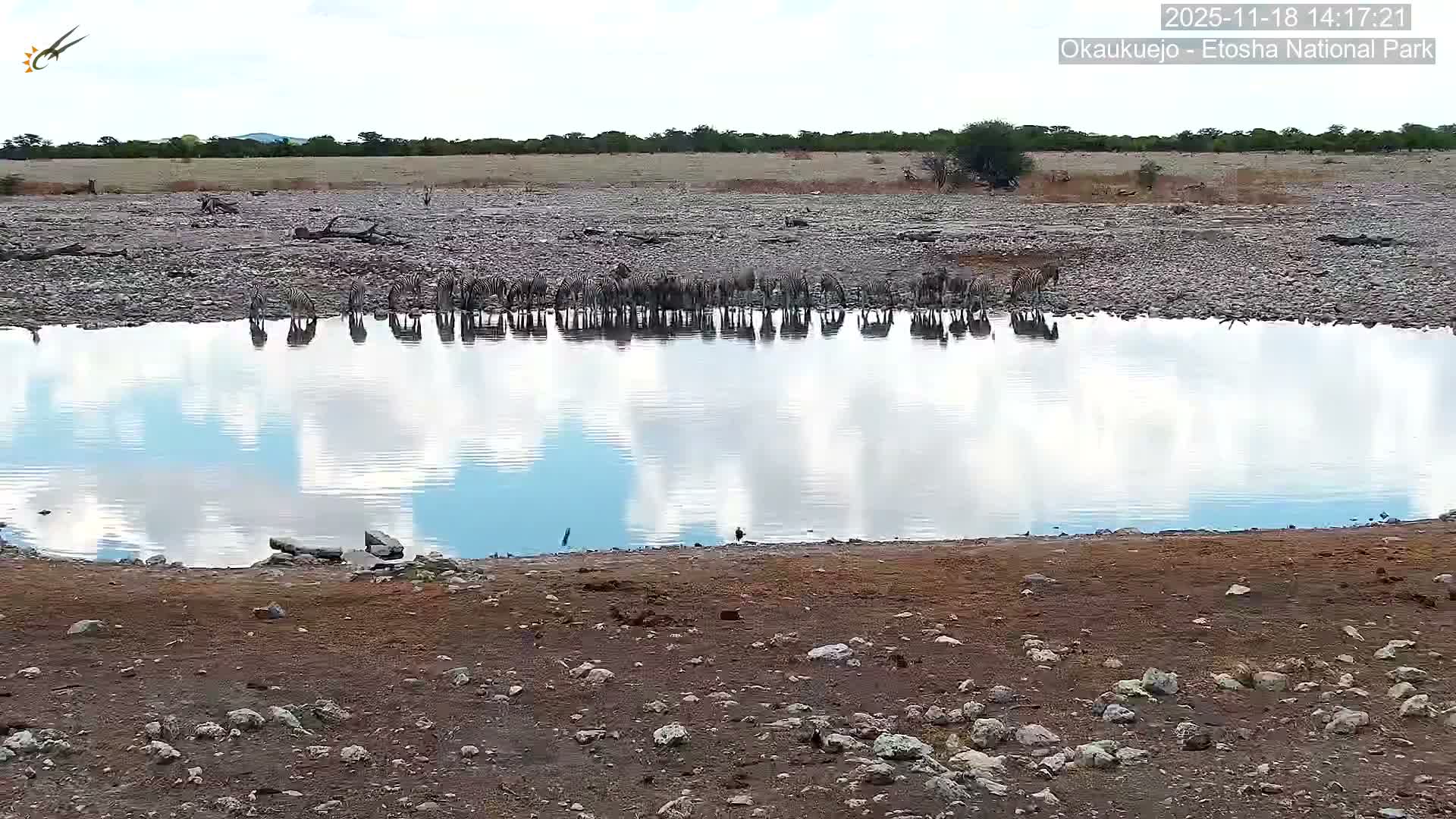 Wild Animal Life  in Okaukuejo Waterhole in Etosha National Park  -  Oshakati, Oshana, Namibia
