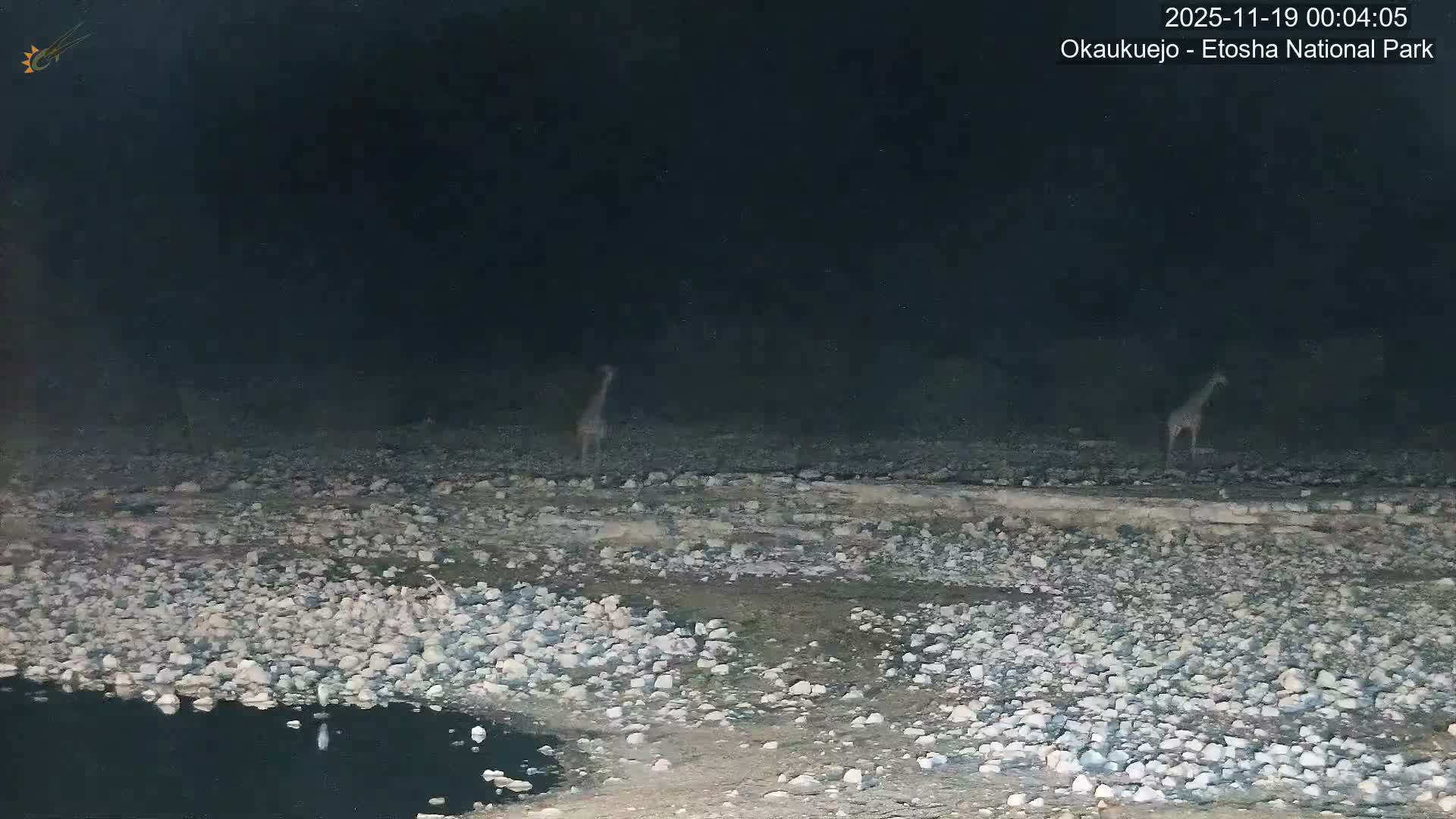 Wild Animal Life  in Okaukuejo Waterhole in Etosha National Park  -  Oshakati, Oshana, Namibia