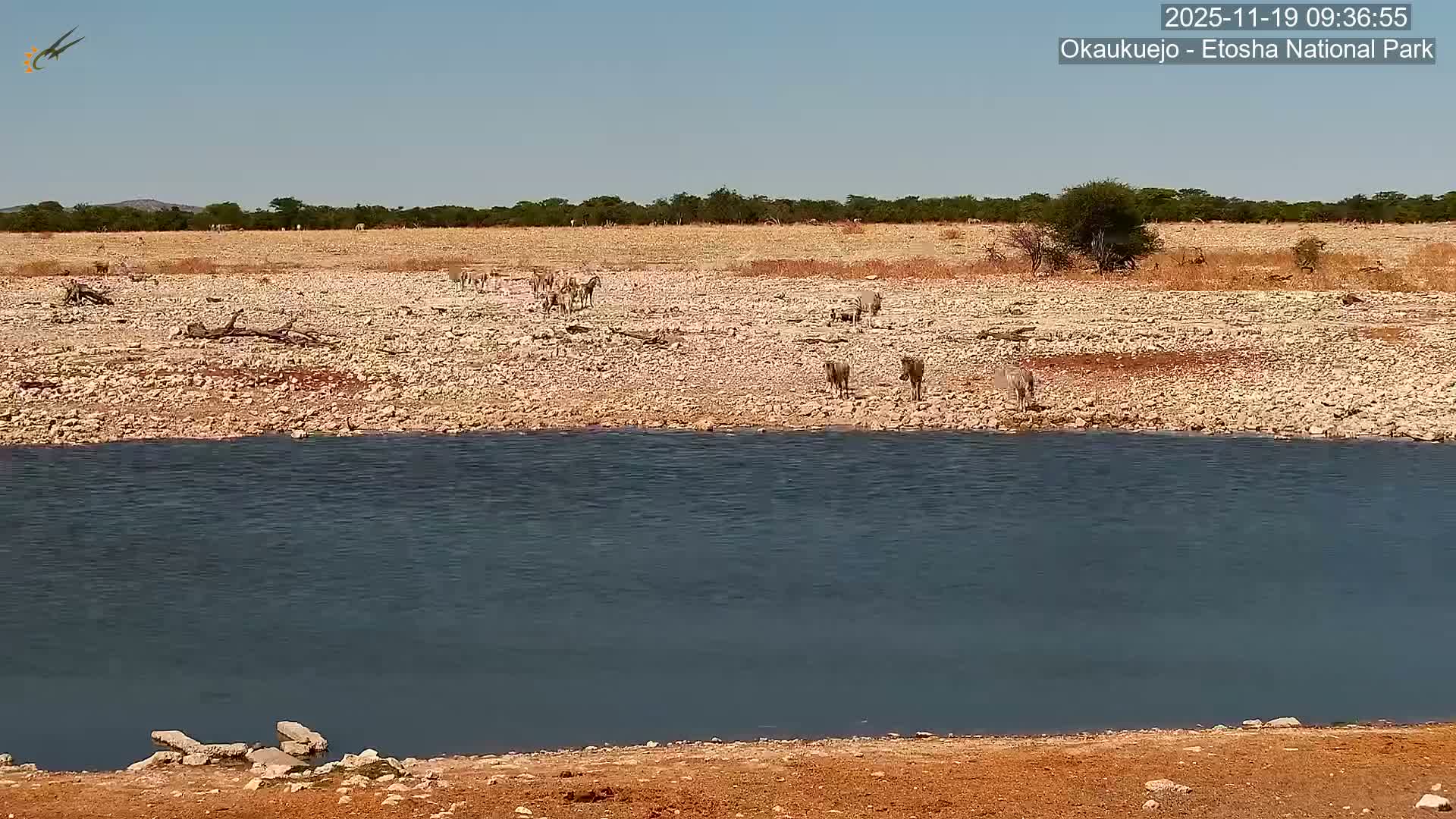 Wild Animal Life  in Okaukuejo Waterhole in Etosha National Park  -  Oshakati, Oshana, Namibia