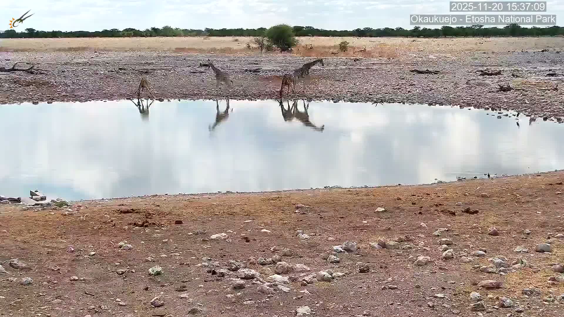 Wild Animal Life  in Okaukuejo Waterhole in Etosha National Park  -  Oshakati, Oshana, Namibia