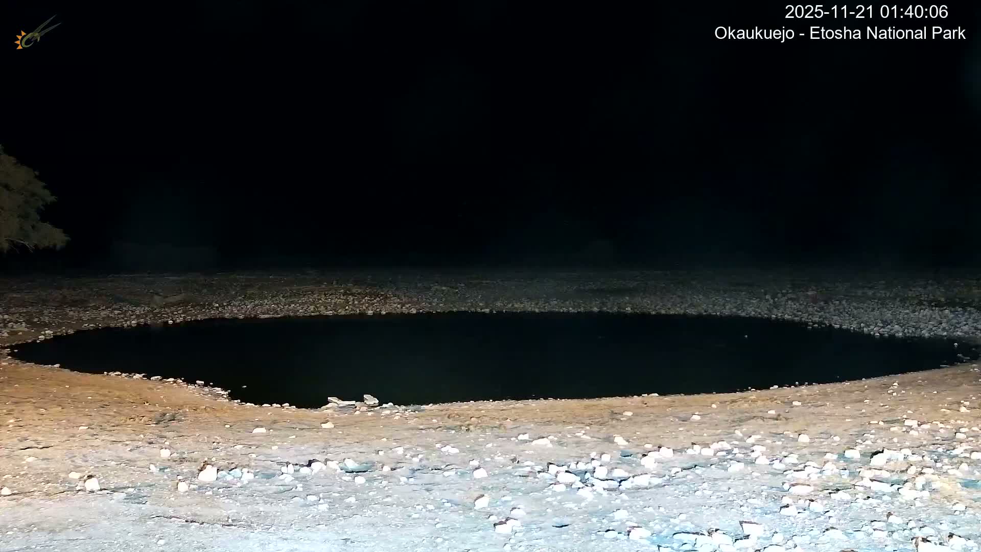 Wild Animal Life  in Okaukuejo Waterhole in Etosha National Park  -  Oshakati, Oshana, Namibia